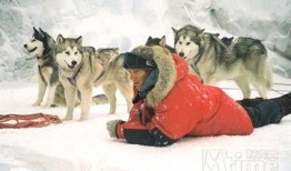 南极大冒险 在线观看,极地探险的惊心动魄之旅