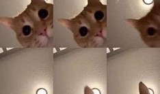 猫咪爆料视频,揭秘宠物界的秘密生活