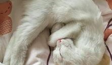 猫咪爆料视频,揭秘宠物界的秘密生活