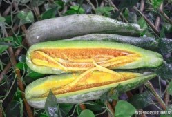 网红王璐茜吃瓜合集