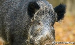 伦理片野猪在线观看,揭秘野猪在线的道德挑战