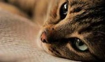 猫之城最新爆料视频网,最新爆料视频带你探秘神秘猫界