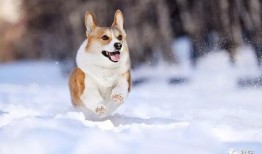 雪可爱爆料陈死狗视频,真相大白引热议