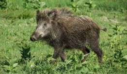 伦理片野猪在线观看,揭秘野猪在线的道德挑战