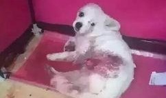 新闻爆料狗,揭秘娱乐圈幕后真相