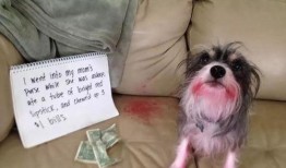 雪可爱爆料陈死狗视频,真相大白引热议