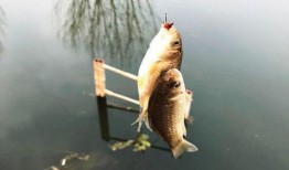 鱼的喂法真实爆料大全视频,真实爆料大全视频深度解析