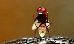 苍蝇2在线观看完整版,惊悚升级，悬疑再起！