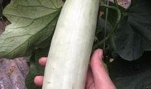 网红吃瓜的平台有哪些,盘点热门八卦聚集地