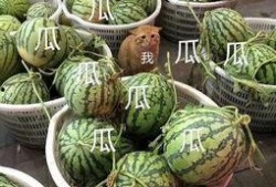 娱乐吃瓜的头像图片,吃瓜群众眼中的明星幕后故事